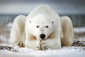 Yoga: Polar bear seems to pray, Churchill bay, Canada