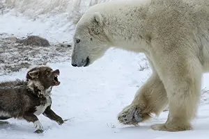 Sled: Polar bear rapproaching a canadian eskimo dog, Manitoba