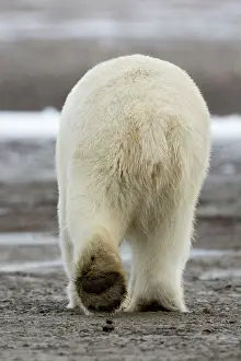 Backside: Polar Bear rear view Autumn