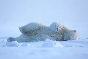 Beaufort: Polar Bear - rolling in the snow to clean himself