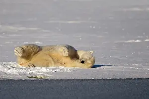 Polar Bear - rolling in the snow to clean himself
