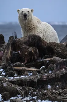 Carcus: Polar Bear scavenging - Polar Bear scavenging a