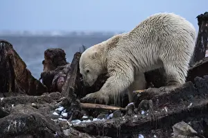 Carcus: Polar Bear scavenging - Polar Bear scavenging a