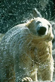 Shakes: Polar Bear - shakes off water