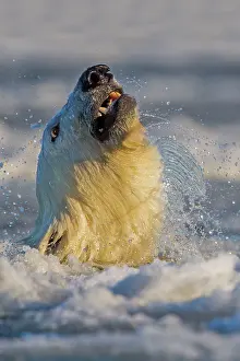 Slush: Polar Bear - shaking head in slush ice