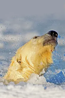 Slush: Polar Bear - shaking head in slush ice
