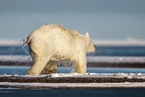 Slush: Polar Bear - shaking off water after swimming in slush ice
