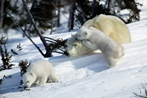 Sniff: Polar Bear - sleeping female with young. Cubs play