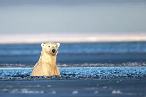 Maritimus: Polar Bear - in slush ice