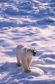 Snarling: POLAR BEAR - snarling