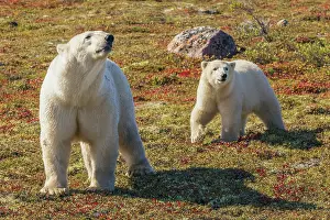 Manitoba: Polar bear sow catching a scent in the air