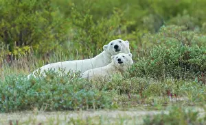 Ken Archer: Polar bear sow with her cub rests in the willows near the