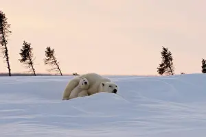 Filled: Polar bear sow (Ursus maritimus) with a cub lying