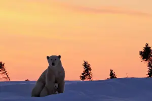 Sunsets: Polar bear sow (Ursus maritimus) with cub sitting
