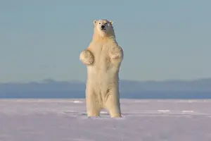 Barrier: Polar Bear - standing along a barrier island outside