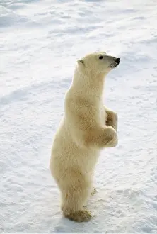 Stance: POLAR BEAR - Standing on hind legs