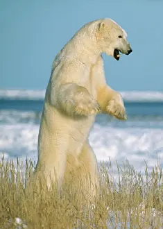 Strength: Polar Bear - standing on hind legs
