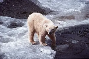 Martin Beames: POLAR BEAR - standing on ice