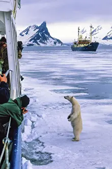 Experience: Polar bear standing on the ice by a ship for nature