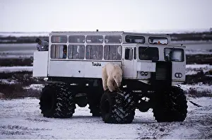 Vehicles: POLAR BEAR - standing on wheel of tourist van
