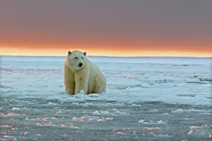 Beaufort: Polar Bear - sub-adult in slush ice at sunset