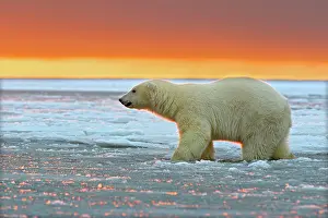 Beaufort: Polar Bear - sub-adult in slush ice at sunset