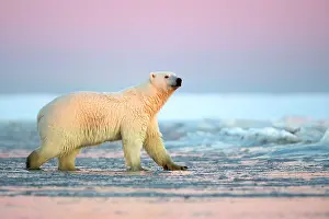Beaufort: Polar Bear - sub-adult in slush ice at sunset