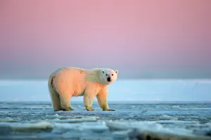 Beaufort: Polar Bear - sub-adult in slush ice at sunset
