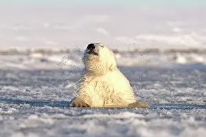Slush: Polar Bear - sub-adult swimming in slush ice