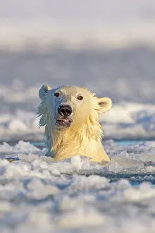 Slush: Polar Bear - sub-adult swimming in slush ice