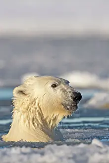 Slush: Polar Bear - sub-adult swimming in slush ice