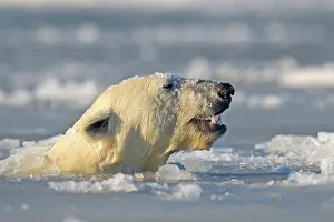 Slush: Polar Bear - sub-adult swimming in slush ice