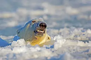 Slush: Polar Bear - sub-adult swimming in slush ice