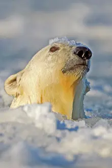Slush: Polar Bear - sub-adult swimming in slush ice