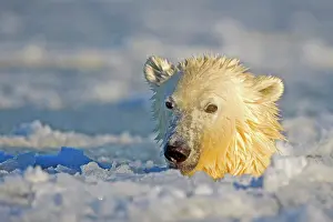 Slush: Polar Bear - sub-adult swimming in slush ice