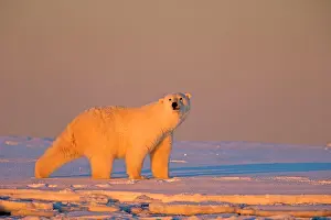 Subadult: Polar Bear - subadult along a barrier island outside