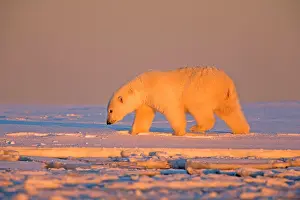 Subadult: Polar Bear - subadult along a barrier island outside