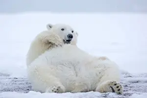 Subadult: Polar Bear - subadult along a barrier island outside