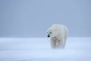 Subadult: Polar Bear - subadult along a barrier island outside