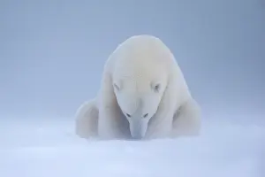 Subadult: Polar Bear - subadult along a barrier island outside
