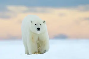 Subadult: Polar Bear - subadult along a barrier island outside