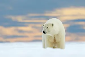 Subadult: Polar Bear - subadult along a barrier island outside