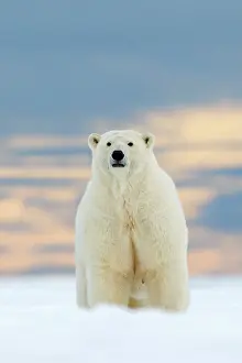 Subadult: Polar Bear - subadult along a barrier island outside