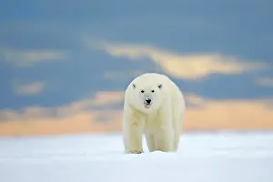 Subadult: Polar Bear - subadult along a barrier island outside