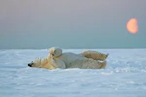Subadult: Polar Bear - subadult along a barrier island outside