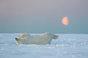 Subadult: Polar Bear - subadult along a barrier island outside