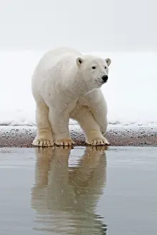 Barrier: Polar Bear - subadult along a barrier island outside
