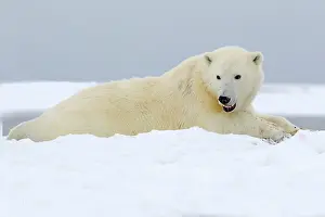 Barrier: Polar Bear - subadult along a barrier island outside