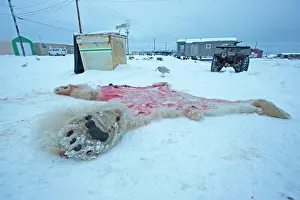 Killed: Polar Bear - subadult killed and skinned near a
