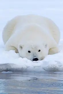 Subadult: Polar Bear - subadult resting along a barrier island